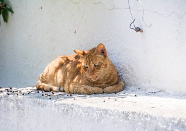 Kırmızı kedi beyaz bir taş üzerinde dantel gölgede yalan. Palma de Mallorca, Balear Adaları, İspanya