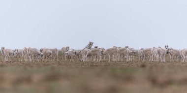 Azgınlık döneminde kadın sürüsü. Saiga tatarica kırmızı kitap, Chyornye Zemli (kara toprakları) doğa rezerv, Kalmıkya region, Rusya Federasyonu listelenen.