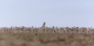 Azgınlık döneminde kadın sürüsü. Saiga tatarica kırmızı kitap, Chyornye Zemli (kara toprakları) doğa rezerv, Kalmıkya region, Rusya Federasyonu listelenen.