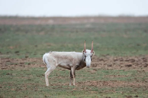 Güçlü Bir Erkek Görünümünü Rut Sırasında Saiga Tatarica Kırmızı Kitap — Stok fotoğraf