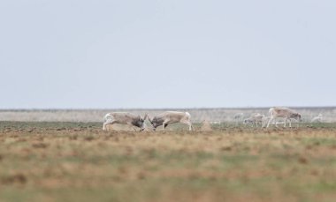 Rut sırasında güçlü bir erkek savaşı. Saiga tatarica kırmızı kitap, Chyornye Zemli (kara toprakları) doğa rezerv, Kalmıkya region, Rusya Federasyonu listelenen.