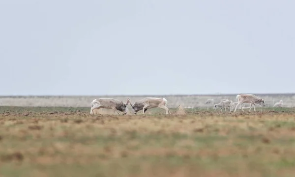 Batalla Macho Poderoso Durante Rutina Saiga Tatarica Aparece Libro Rojo — Foto de Stock