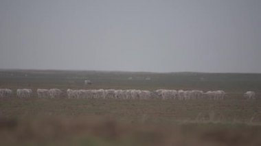 Azgınlık döneminde kadın sürüsü. Saiga tatarica kırmızı kitap, Chyornye Zemli (kara toprakları) doğa rezerv, Kalmıkya region, Rusya Federasyonu listelenen.