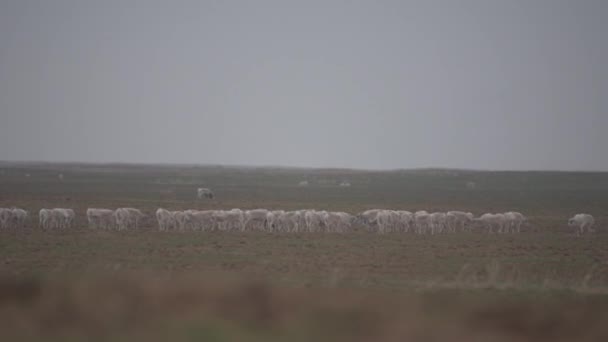 Stádo Samic Období Říje Saiga Tatarica Uveden Červené Knize Chyornye — Stock video