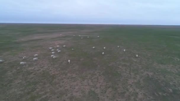 Video Del Dron Las Saigas Cruzan Estepa Saiga Tatarica Aparece — Vídeos de Stock