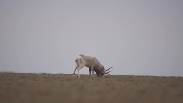 Apparition Mâle Puissant Pendant Ornière Saiga Tatarica Est Listé Dans — Video