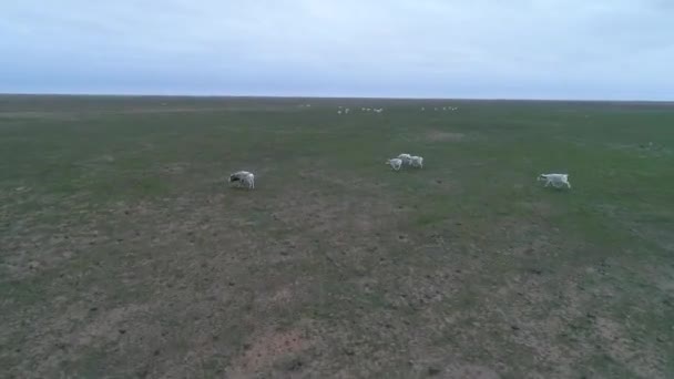 无人机上的视频 西加斯跑过草原 Saiga Tatarica 被列入俄罗斯卡尔梅基亚地区 Chyornye Zemli 自然保护区红皮书 — 图库视频影像