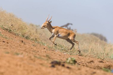 Güçlü saiga erkek. Saiga tatarica kırmızı kitap, Chyornye Zemli (Kara toprakları) doğa rezerv, Kalmıkya region, Rusya Federasyonu listelenen