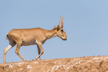 Güçlü saiga erkek. Saiga tatarica kırmızı kitap, Chyornye Zemli (Kara toprakları) doğa rezerv, Kalmıkya region, Rusya Federasyonu listelenen