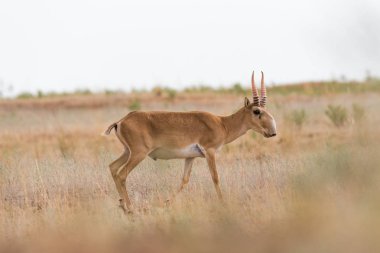 Güçlü saiga erkek. Saiga tatarica kırmızı kitap, Chyornye Zemli (Kara toprakları) doğa rezerv, Kalmıkya region, Rusya Federasyonu listelenen