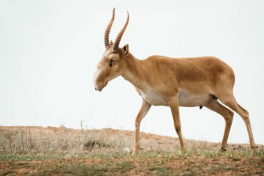 Güçlü saiga erkek. Saiga tatarica kırmızı kitap, Chyornye Zemli (Kara toprakları) doğa rezerv, Kalmıkya region, Rusya Federasyonu listelenen