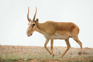 Güçlü saiga erkek. Saiga tatarica kırmızı kitap, Chyornye Zemli (Kara toprakları) doğa rezerv, Kalmıkya region, Rusya Federasyonu listelenen