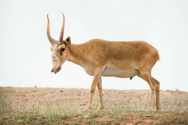 Güçlü saiga erkek. Saiga tatarica kırmızı kitap, Chyornye Zemli (Kara toprakları) doğa rezerv, Kalmıkya region, Rusya Federasyonu listelenen