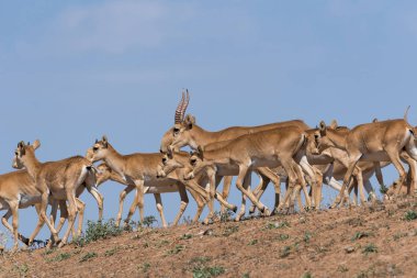 Saiga tatarica kırmızı kitap, Chyornye Zemli (kara toprakları) doğa rezerv, Kalmıkya region, Rusya Federasyonu listelenen