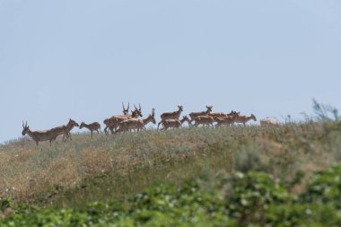 Saiga tatarica kırmızı kitap, Chyornye Zemli (kara toprakları) doğa rezerv, Kalmıkya region, Rusya Federasyonu listelenen