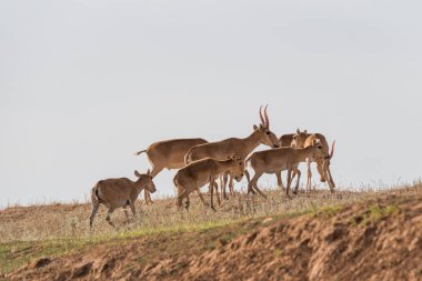 Saiga tatarica kırmızı kitap, Chyornye Zemli (kara toprakları) doğa rezerv, Kalmıkya region, Rusya Federasyonu listelenen
