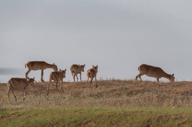 Saiga tatarica kırmızı kitap, Chyornye Zemli (kara toprakları) doğa rezerv, Kalmıkya region, Rusya Federasyonu listelenen