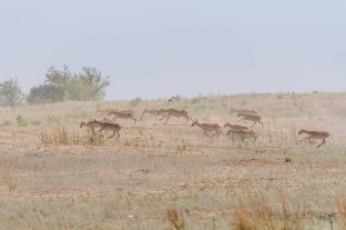 Saiga tatarica kırmızı kitap, Chyornye Zemli (kara toprakları) doğa rezerv, Kalmıkya region, Rusya Federasyonu listelenen