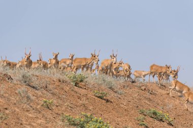 Saiga tatarica kırmızı kitap, Chyornye Zemli (kara toprakları) doğa rezerv, Kalmıkya region, Rusya Federasyonu listelenen