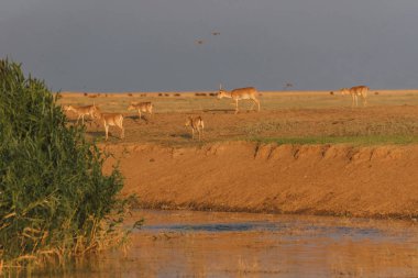 Saiga tatarica kırmızı kitap, Chyornye Zemli (kara toprakları) doğa rezerv, Kalmıkya region, Rusya Federasyonu listelenen