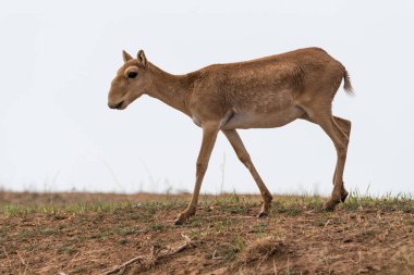 Saiga dişi. Saiga tatarica Kırmızı Kitap, Chyornye Zemli (Black Lands) Doğa Rezervi, Kalmukya bölgesi, Rusya'da listelenmiştir..