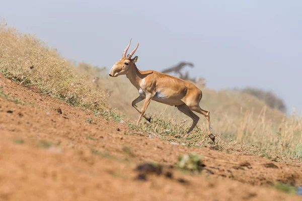 Güçlü saiga erkek. Saiga tatarica kırmızı kitap, Chyornye Zemli (Kara toprakları) doğa rezerv, Kalmıkya region, Rusya Federasyonu listelenen