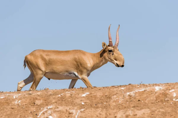 Saiga Potężny Mężczyzna Saiga Tatarica Znajduje Się Red Book Rezerwat — Zdjęcie stockowe