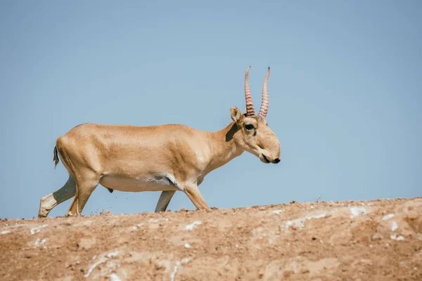 Poderoso Saiga Macho Saiga Tatarica Aparece Libro Rojo Reserva Natural — Foto de Stock