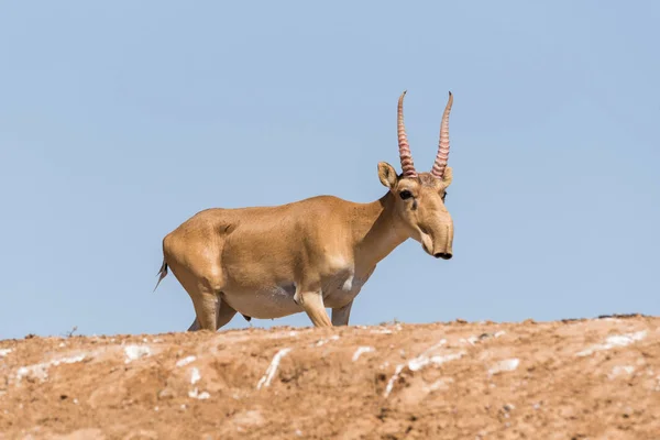 Güçlü saiga erkek. Saiga tatarica kırmızı kitap, Chyornye Zemli (Kara toprakları) doğa rezerv, Kalmıkya region, Rusya Federasyonu listelenen