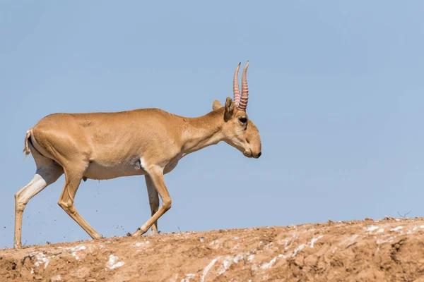 Güçlü saiga erkek. Saiga tatarica kırmızı kitap, Chyornye Zemli (Kara toprakları) doğa rezerv, Kalmıkya region, Rusya Federasyonu listelenen