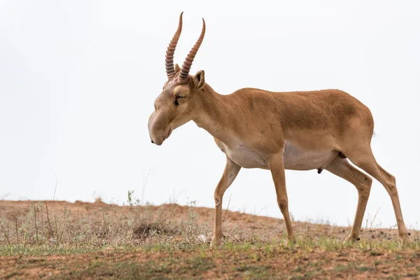 Potente Saiga Maschio Saiga Tatarica Elencato Nel Libro Rosso Chyornye — Foto Stock