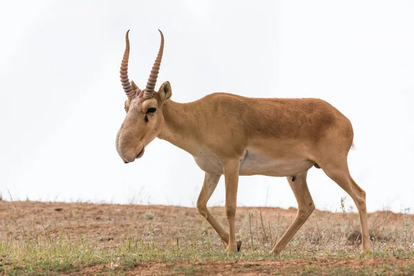Güçlü saiga erkek. Saiga tatarica kırmızı kitap, Chyornye Zemli (Kara toprakları) doğa rezerv, Kalmıkya region, Rusya Federasyonu listelenen
