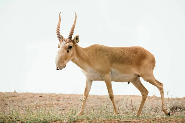 Güçlü saiga erkek. Saiga tatarica kırmızı kitap, Chyornye Zemli (Kara toprakları) doğa rezerv, Kalmıkya region, Rusya Federasyonu listelenen
