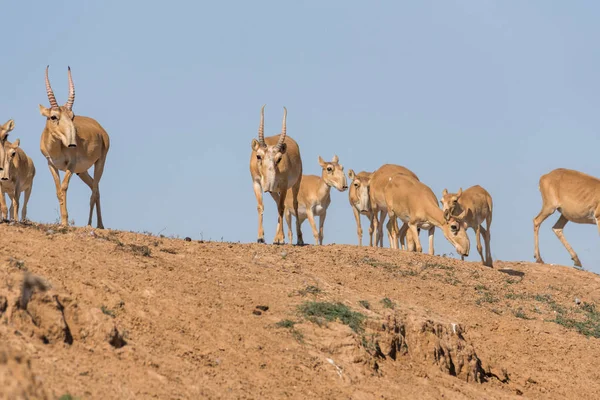 Saiga Tatarica Ist Roten Buch Chyornye Zemli Schwarzes Land Naturschutzgebiet — Stockfoto