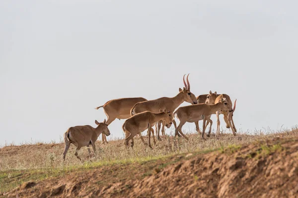 Saiga Tatarica Περιλαμβάνεται Στο Κόκκινο Βιβλίο Chyornye Μαύρο Εδάφη Φύσης — Φωτογραφία Αρχείου