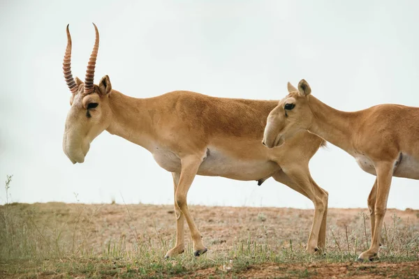 Saiga Tatarica Está Lista Livro Vermelho Chyornye Zemli Terras Negras — Fotografia de Stock