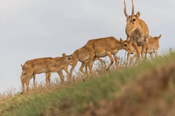 Saiga Tatarica Wordt Vermeld Het Rode Boek Chyornye Zemli Zwarte — Stockfoto