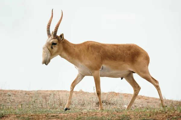 Erős Saiga Férfi Saiga Tatarica Szerepel Vörös Könyv Chyornye Zemli Jogdíjmentes Stock Fotók