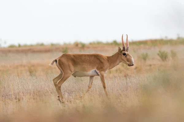 Potente Saiga Maschio Saiga Tatarica Elencato Nel Libro Rosso Chyornye Immagine Stock