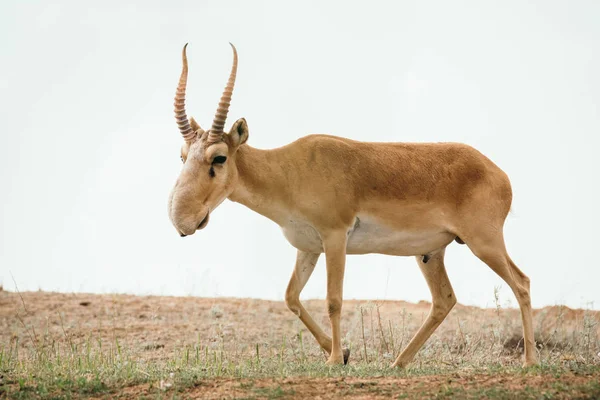 강력한 Saiga 남자입니다 Saiga Tatarica 레드도 Chyornye Zemli 보호구 칼미크 로열티 프리 스톡 사진