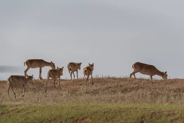 Saiga Tatarica Szerepel Vörös Könyv Chyornye Zemli Fekete Föld Természetvédelmi Stock Fotó