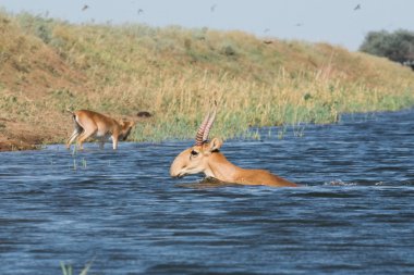 Su içilen bir yerde Saigalar sıcak ve kuraklıkta banyo yaparlar. Saiga tatarica Kırmızı Kitap, Chyornye Zemli (Kara Topraklar) Doğa Rezervi, Kalmykia bölgesi, Rusya.
