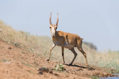 Su içilen bir yerde Saigalar sıcak ve kuraklıkta banyo yaparlar. Saiga tatarica Kırmızı Kitap, Chyornye Zemli (Kara Topraklar) Doğa Rezervi, Kalmykia bölgesi, Rusya.