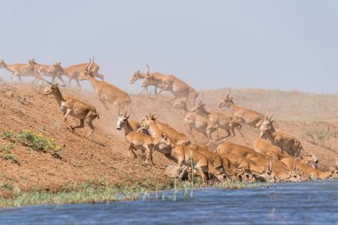 Su içilen bir yerde Saigalar sıcak ve kuraklıkta banyo yaparlar. Saiga tatarica Kırmızı Kitap, Chyornye Zemli (Kara Topraklar) Doğa Rezervi, Kalmykia bölgesi, Rusya.