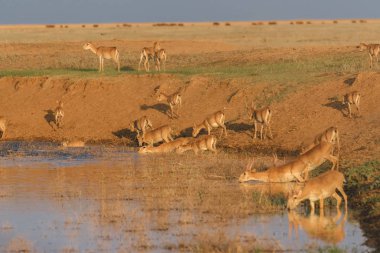 Su içilen bir yerde Saigalar sıcak ve kuraklıkta banyo yaparlar. Saiga tatarica Kırmızı Kitap, Chyornye Zemli (Kara Topraklar) Doğa Rezervi, Kalmykia bölgesi, Rusya.