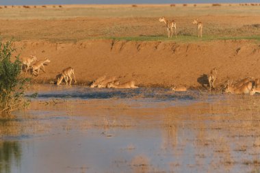Su içilen bir yerde Saigalar sıcak ve kuraklıkta banyo yaparlar. Saiga tatarica Kırmızı Kitap, Chyornye Zemli (Kara Topraklar) Doğa Rezervi, Kalmykia bölgesi, Rusya.