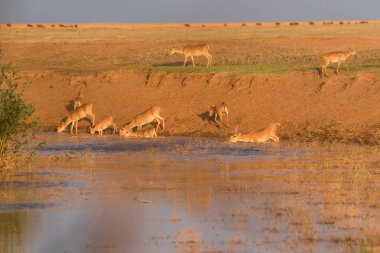 Su içilen bir yerde Saigalar sıcak ve kuraklıkta banyo yaparlar. Saiga tatarica Kırmızı Kitap, Chyornye Zemli (Kara Topraklar) Doğa Rezervi, Kalmykia bölgesi, Rusya.