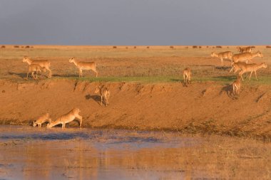 Su içilen bir yerde Saigalar sıcak ve kuraklıkta banyo yaparlar. Saiga tatarica Kırmızı Kitap, Chyornye Zemli (Kara Topraklar) Doğa Rezervi, Kalmykia bölgesi, Rusya.