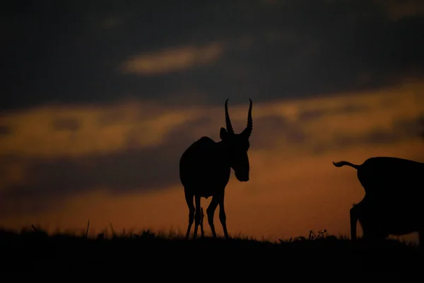 Silhouette Una Saiga Tramonto Saiga Tatarica Elencato Nel Libro Rosso — Foto Stock