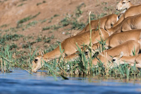 Saigas at a watering place drink water and bathe during strong heat and drought. Saiga tatarica is listed in the Red Book, Chyornye Zemli (Black Lands) Nature Reserve, Kalmykia region, Russia.